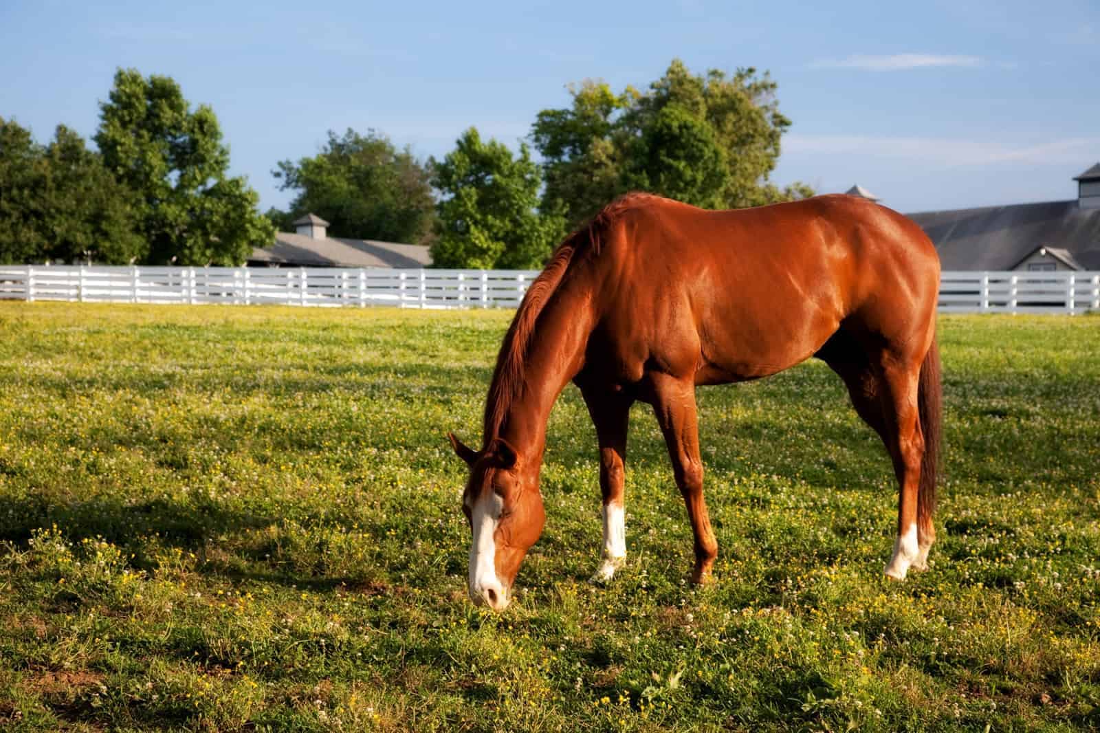 Beautiful chestnut horse grazing in pasture